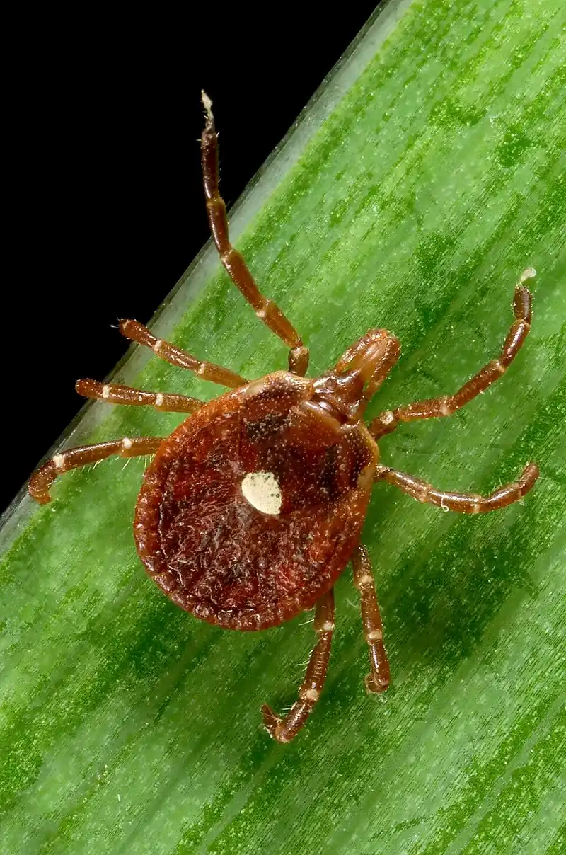 Lone star tick (Amblyomma americanum)